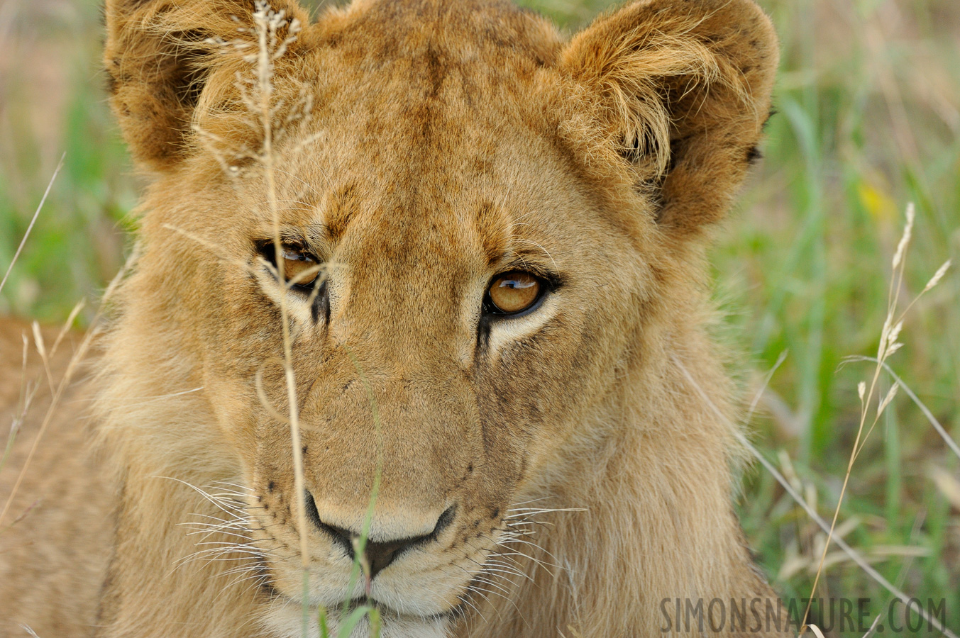 Panthera leo melanochaita [550 mm, 1/320 sec at f / 8.0, ISO 1600]